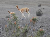 Vikuna Ecuador &ndash; &copy; Sabine Letzybyll (Eberhardt TRAVEL)