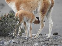 Vikuna Ecuador &ndash; &copy; Sabine Letzybyll (Eberhardt TRAVEL)