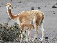 Vikuna Ecuador &ndash; &copy; Sabine Letzybyll (Eberhardt TRAVEL)