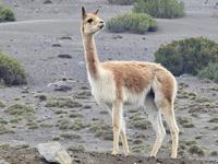 Vikuna Ecuador &ndash; &copy; Sabine Letzybyll (Eberhardt TRAVEL)