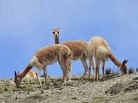 Vikuna Ecuador &ndash; &copy; Sabine Letzybyll (Eberhardt TRAVEL)