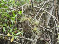 Ecoreservat Nähe Guayaquil &ndash; &copy; Sabine Letzybyll (Eberhardt TRAVEL)