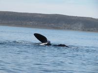 Halbinsel Valdes - Walbeobachtung im Golfo Nuevo &ndash; &copy; Isabel Braksiek (Eberhardt TRAVEL)