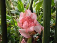 Eden Project &ndash; &copy; Constanze Hölig (Eberhardt TRAVEL)