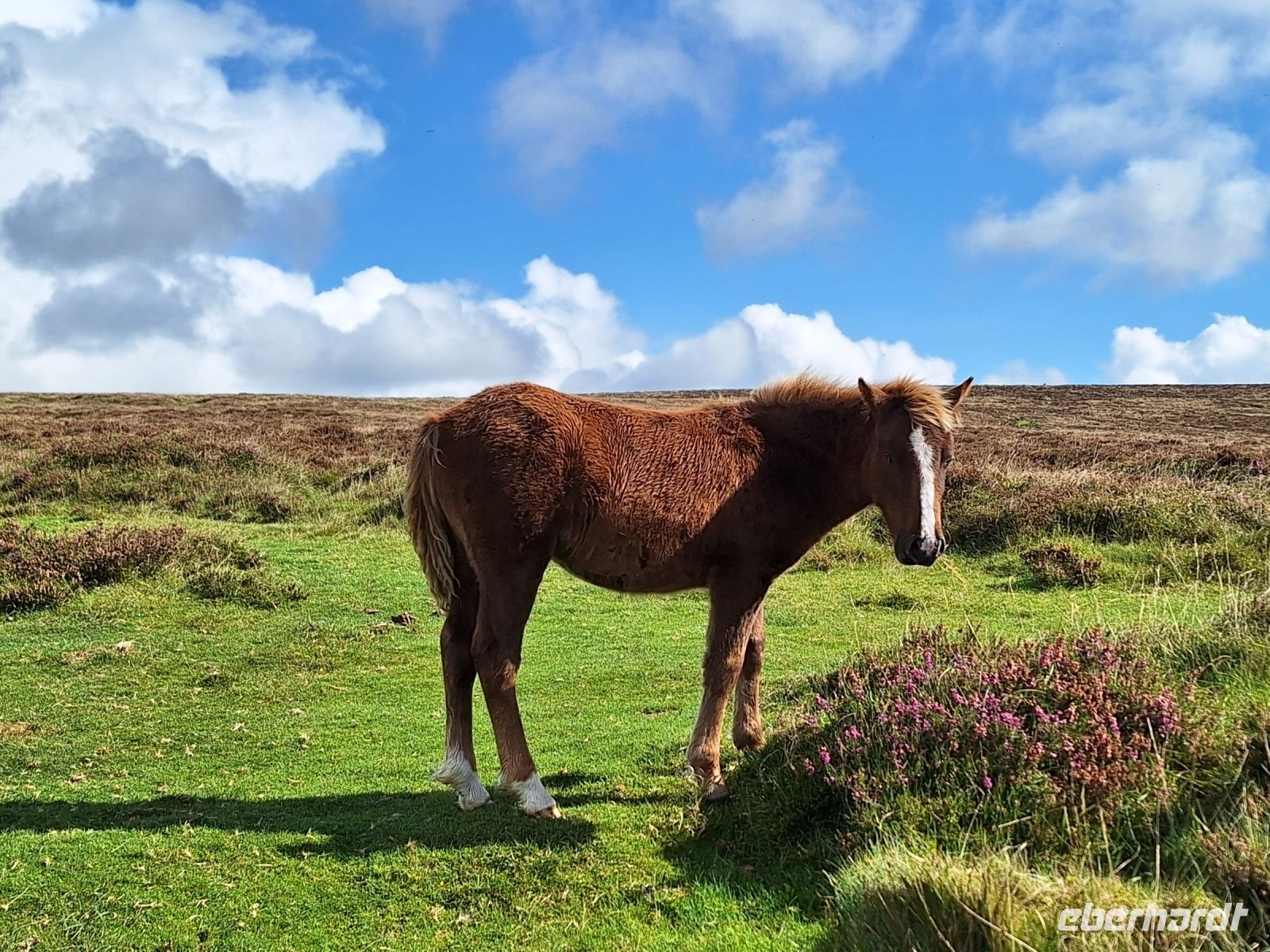 Dartmoor &ndash; &copy; Sinah Witzig (Eberhardt TRAVEL)