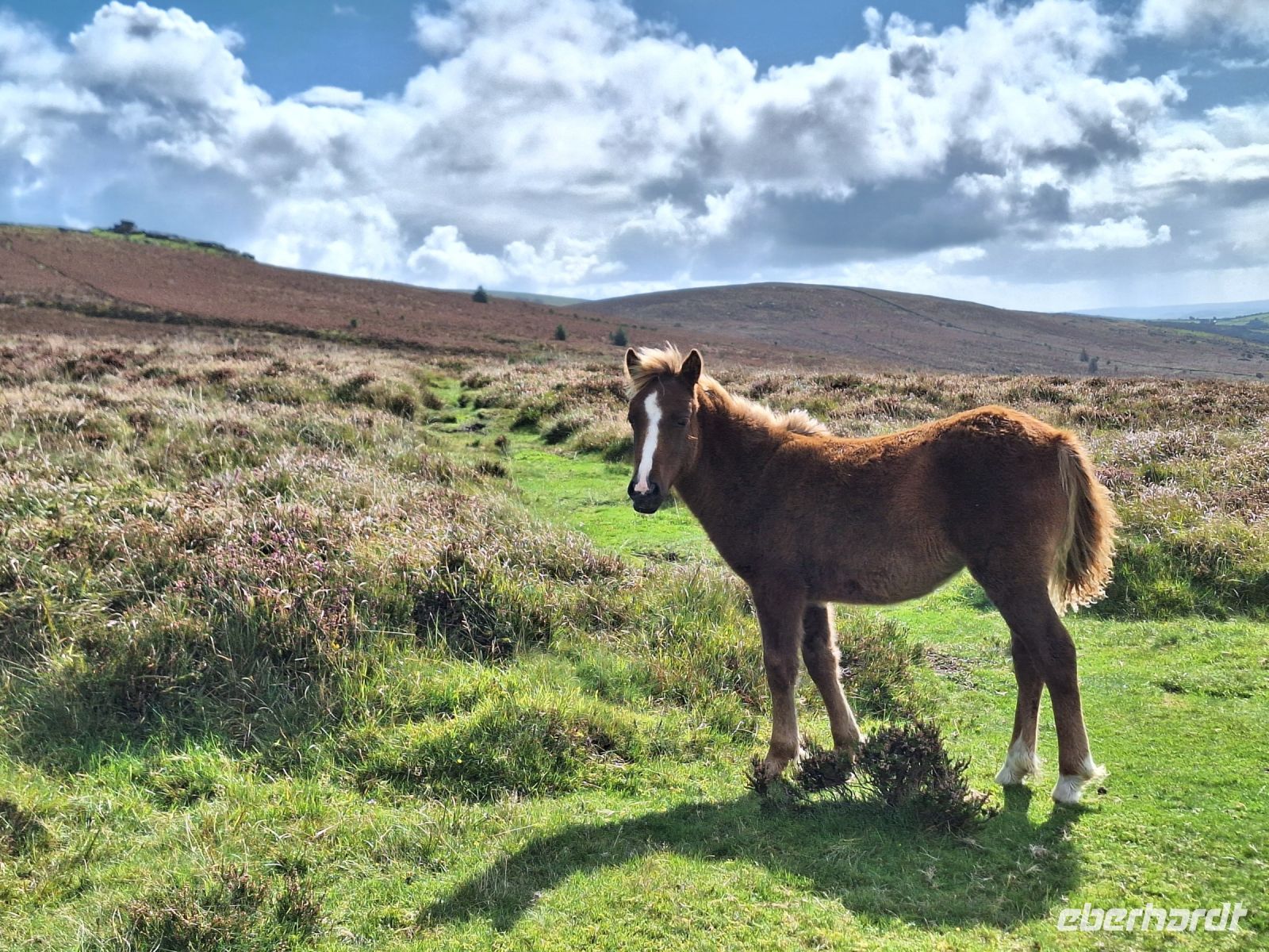Dartmoor &ndash; &copy; Sinah Witzig (Eberhardt TRAVEL)