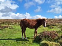 Dartmoor &ndash; &copy; Sinah Witzig (Eberhardt TRAVEL)