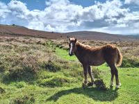 Dartmoor