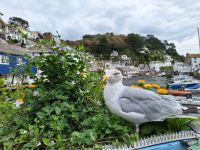 Polperro &ndash; &copy; Sinah Witzig (Eberhardt TRAVEL)