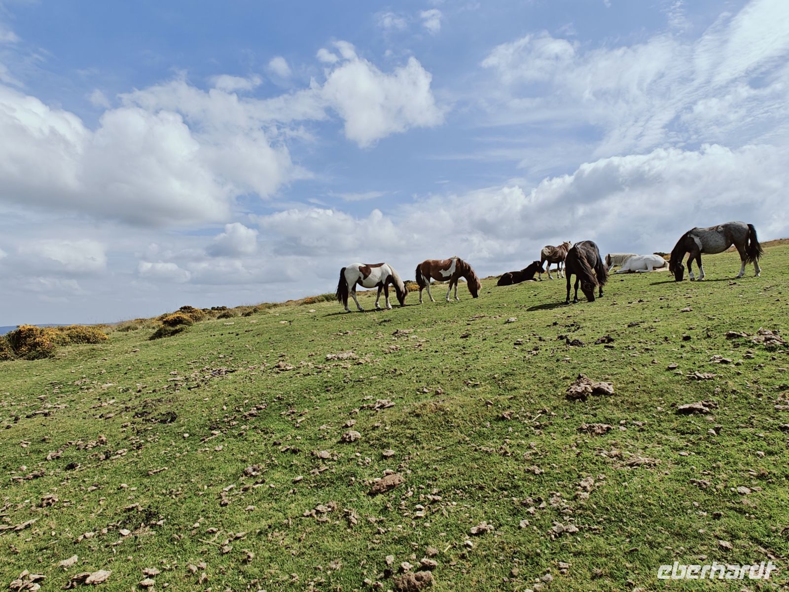 Dartmoor &ndash; &copy; Britta Martini-Miles (Eberhardt TRAVEL)