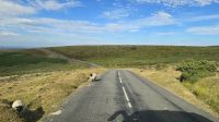 Gegenverkehr im Dartmoor &ndash; &copy; Marlies Thrum (Eberhardt TRAVEL)