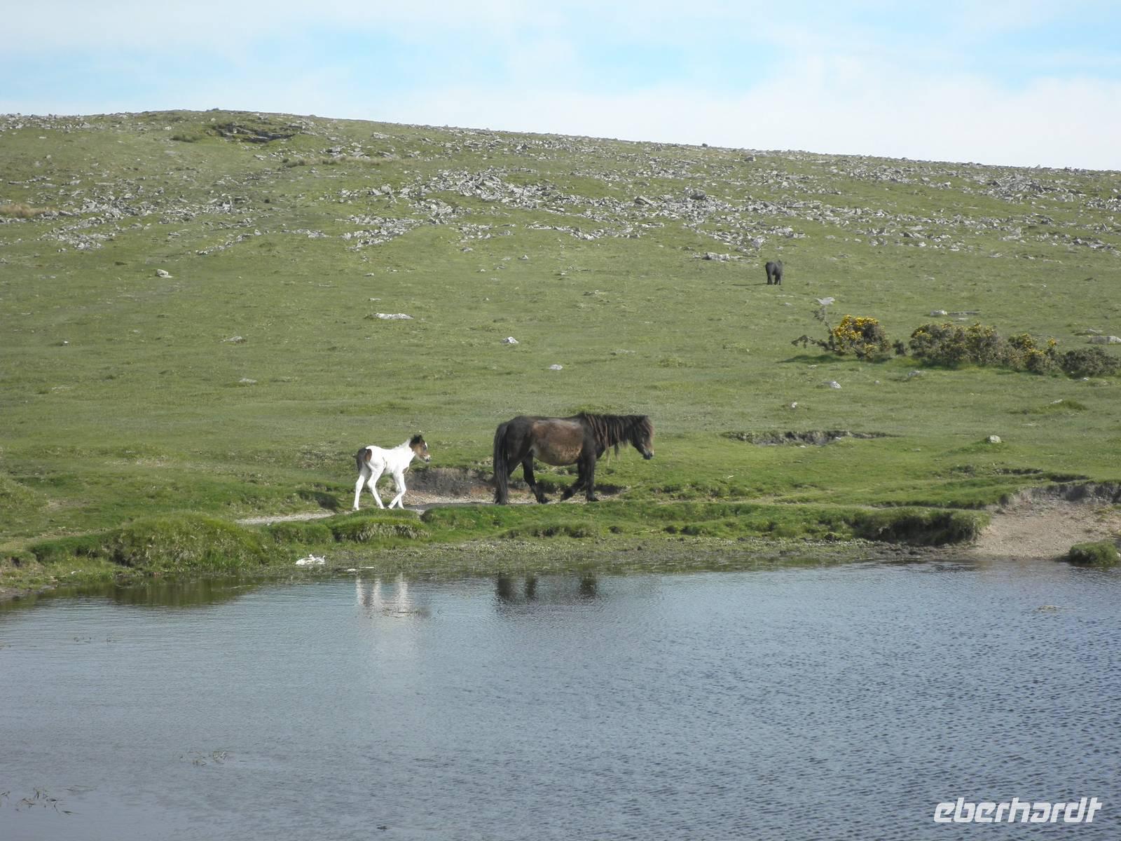 Datmoor-Ponys &ndash; &copy; Constanze Hölig (Eberhardt TRAVEL)