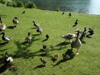 Leeds Castle &ndash; &copy; Constanze Hölig (Eberhardt TRAVEL)