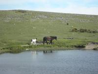 Datmoor-Ponys &ndash; &copy; Constanze Hölig (Eberhardt TRAVEL)