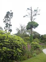 Lost Gardens of Heligan &ndash; &copy; Constanze Hölig (Eberhardt TRAVEL)