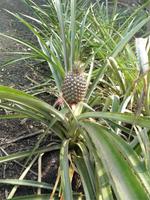 Eden Project