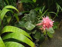 Eden Project &ndash; &copy; Constanze Hölig (Eberhardt TRAVEL)