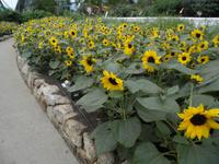 Eden Project &ndash; &copy; Constanze Hölig (Eberhardt TRAVEL)