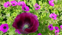 Sissinghurst 20180615 161126 &ndash; &copy; Marlies Thrum (Eberhardt TRAVEL)
