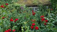 Sissinghurst 20180615 163206 &ndash; &copy; Marlies Thrum (Eberhardt TRAVEL)