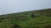 Dartmoor 20180618 181629 &ndash; &copy; Marlies Thrum (Eberhardt TRAVEL)
