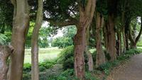 West Deans Gardens 20180617 134536 &ndash; &copy; Marlies Thrum (Eberhardt TRAVEL)