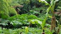 Lost Gardens of Heligan 20180619 162403 &ndash; &copy; Marlies Thrum (Eberhardt TRAVEL)