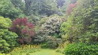 Trebah Garden 20180620 164142 &ndash; &copy; Marlies Thrum (Eberhardt TRAVEL)