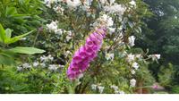 Trebah Garden 20180620 164707 &ndash; &copy; Marlies Thrum (Eberhardt TRAVEL)