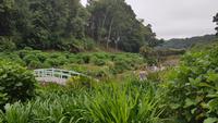 Trebah Garden 20180620 165055 &ndash; &copy; Marlies Thrum (Eberhardt TRAVEL)