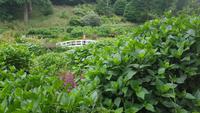 Trebah Garden 20180620 171326 &ndash; &copy; Marlies Thrum (Eberhardt TRAVEL)