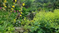 Trebah Garden 20180620 172612 &ndash; &copy; Marlies Thrum (Eberhardt TRAVEL)