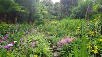 Trebah Garden 20180620 172517 &ndash; &copy; Marlies Thrum (Eberhardt TRAVEL)