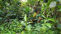 Eden Project 20180621 114343