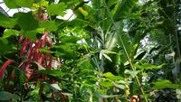 Eden Project 20180621 115047 &ndash; &copy; Marlies Thrum (Eberhardt TRAVEL)