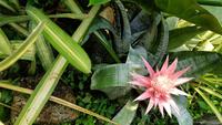 Eden Project 20180621 120955 &ndash; &copy; Marlies Thrum (Eberhardt TRAVEL)