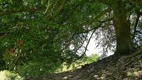Avebury - Wish Tree - Wunschbaum 20180622 124950 &ndash; &copy; Marlies Thrum (Eberhardt TRAVEL)