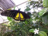 Schmetterlingsfarm (3) &ndash; &copy; Ngoc Anh Nguyen (Eberhardt TRAVEL)