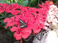 Schmetterlingsfarm (5) &ndash; &copy; Ngoc Anh Nguyen (Eberhardt TRAVEL)