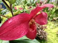 Die Orchidee &ndash; &copy; Elisabeth Fox-Maerki (Eberhardt TRAVEL)