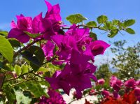 Bougainvillea &ndash; &copy; Elisabeth Fox-Maerki (Eberhardt TRAVEL)