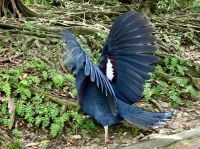 Goura cristata….auch western gekroente Taube genannt &ndash; &copy; Elisabeth Fox-Maerki (Eberhardt TRAVEL)