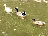 Quack, quack, quack &ndash; &copy; Elisabeth Fox-Maerki (Eberhardt TRAVEL)