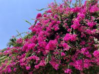 Bougainvillea Galore &ndash; &copy; Elisabeth Fox-Maerki (Eberhardt TRAVEL)