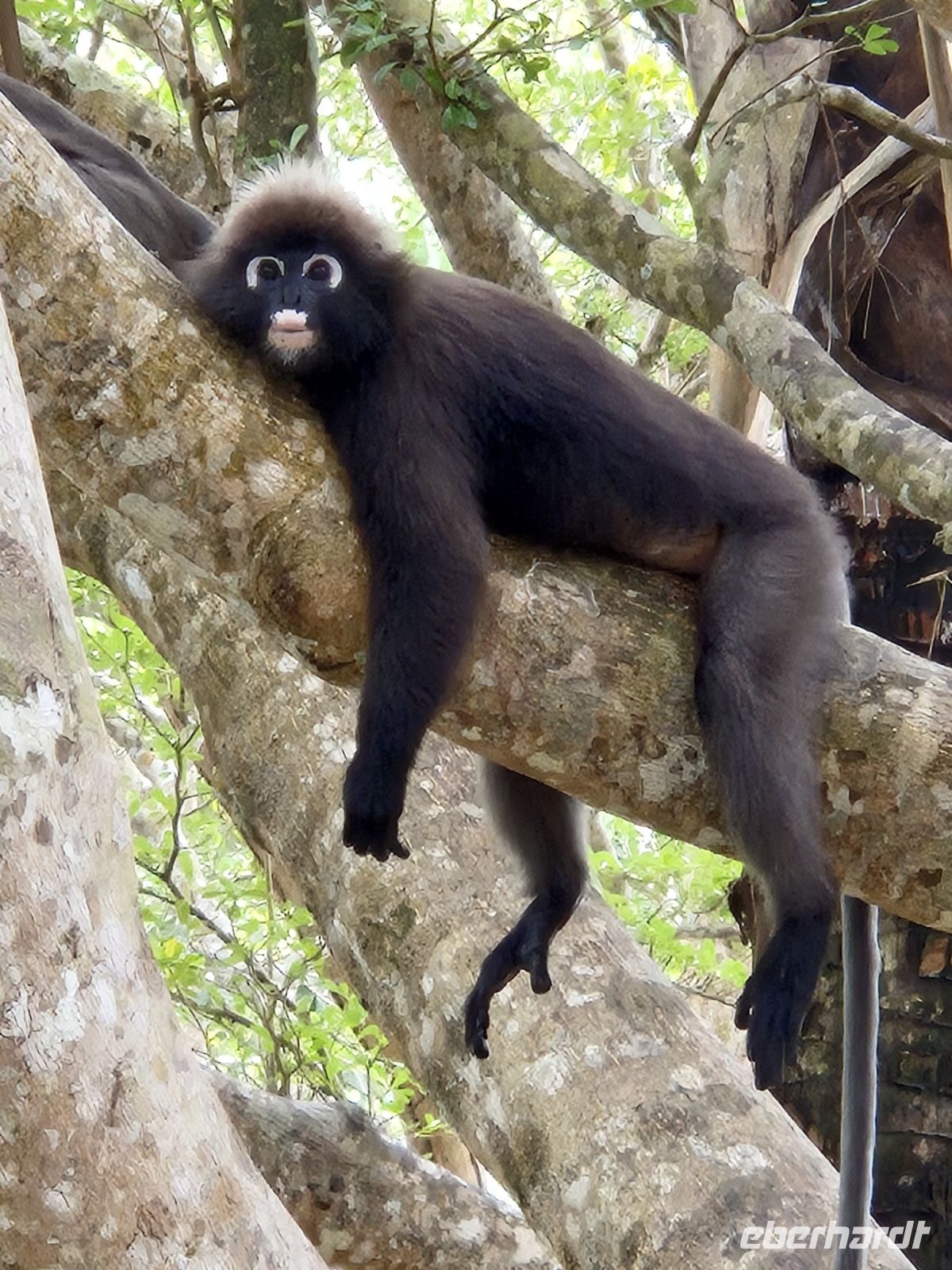 Dusky Leaf Monkey (Südlicher Brillenlangur) &ndash; &copy; Frank Nimschowski (Eberhardt TRAVEL)
