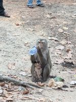 Affe am Baphuon &ndash; &copy; Natalie Hady (Eberhardt TRAVEL)