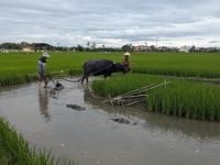 Wasserbüffel bei der Arbeit &ndash; &copy; Natalie Hady (Eberhardt TRAVEL)