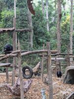 Asian Bear Rescue Centre  &ndash; &copy; Natalie Hady (Eberhardt TRAVEL)