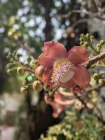Kanonenkugelbaum &ndash; &copy; Natalie Hady (Eberhardt TRAVEL)