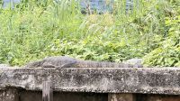 Warane, Bootsfahrt durch die Thonburi Klongs, Bangkok, Thailand &ndash; &copy; Mareike Schmidt (Eberhardt TRAVEL)